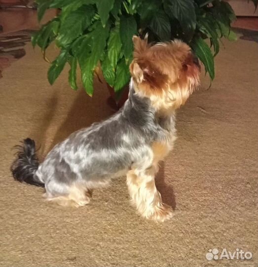 Для вязки Йоркширский терьер