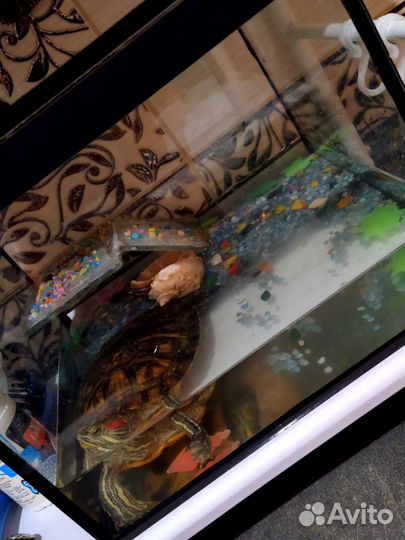 Террариум с красноухой черепахой