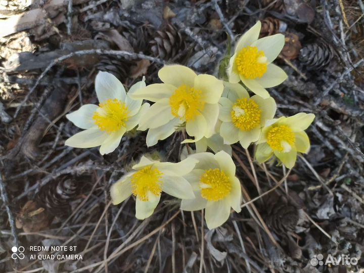 Мастер на час