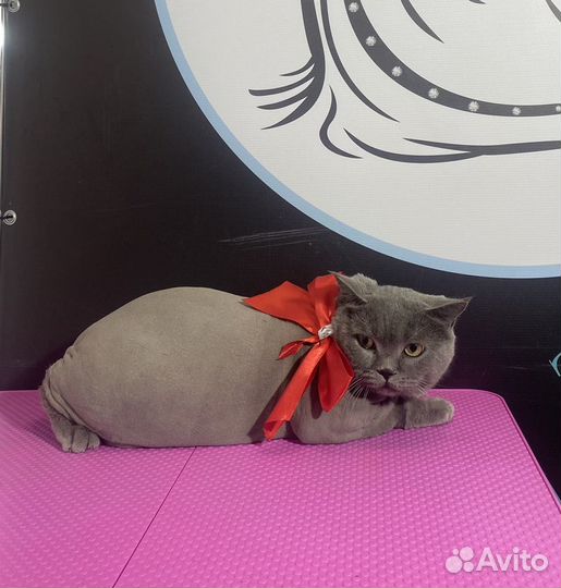 Стрижка кошек с выездом