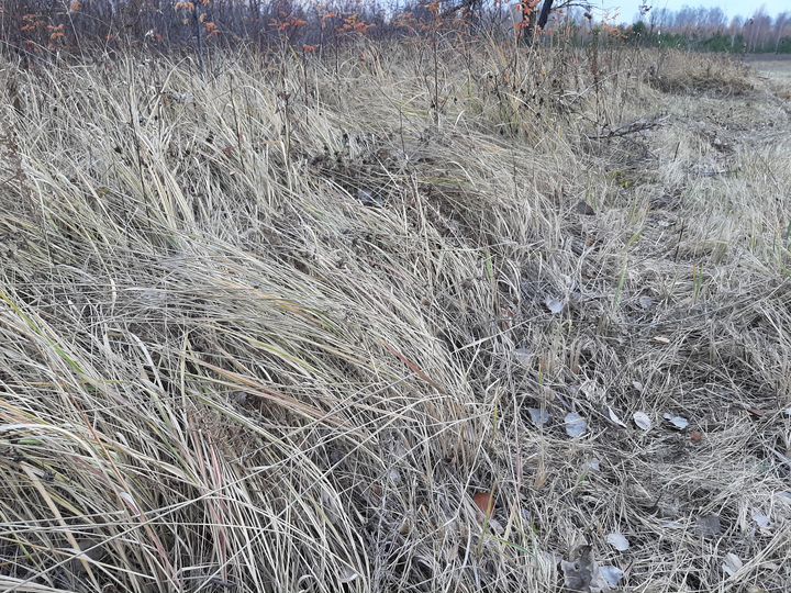 Участок 9,3 га (СНТ, ДНП)