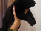 Продаются щенки чёрной немецкой овчарки объявление продам