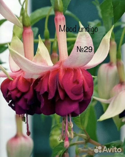 Фуксии сортовые