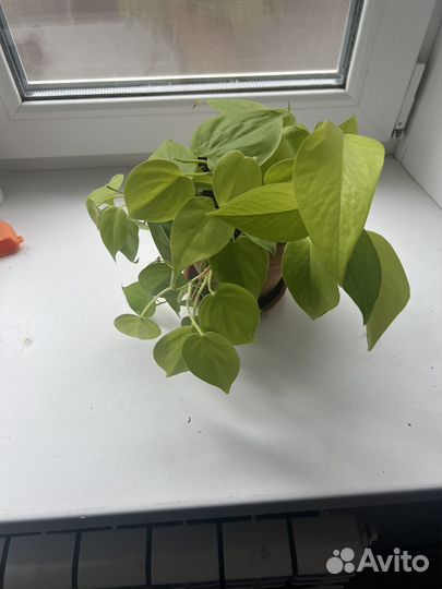 Комнатные растения