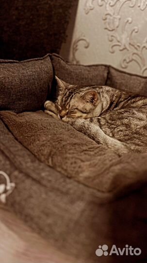 Британский кот,вязка