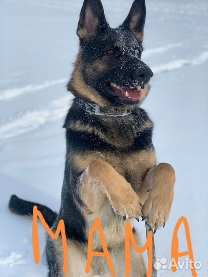Немецкая овчарка