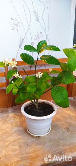 Лимонное дерево привитое