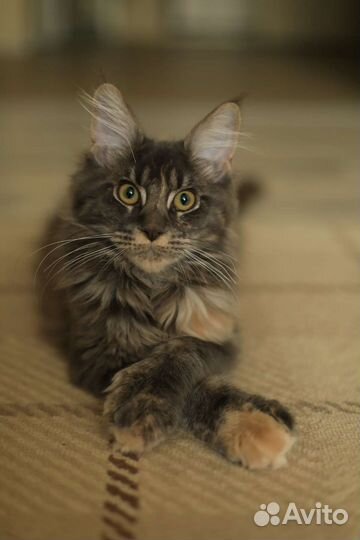 Котята мейн-кун