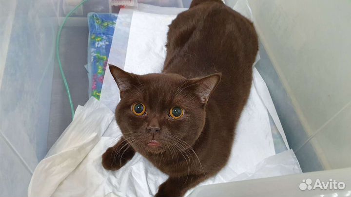 Ветеринарные услуги на дому