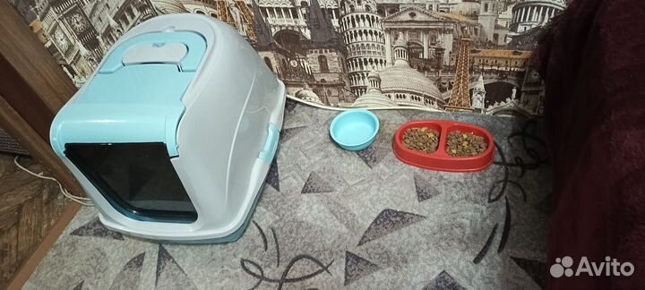 Кошка британка