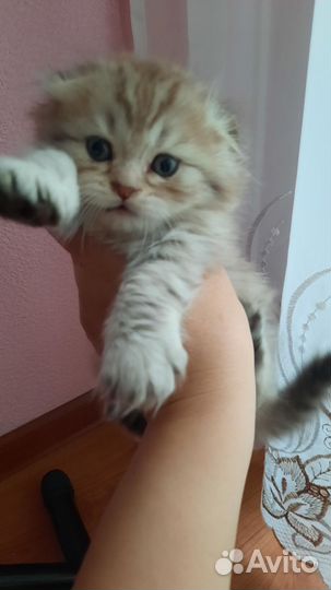 Шотландский вислоухий