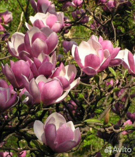 Магнолия Суланжа