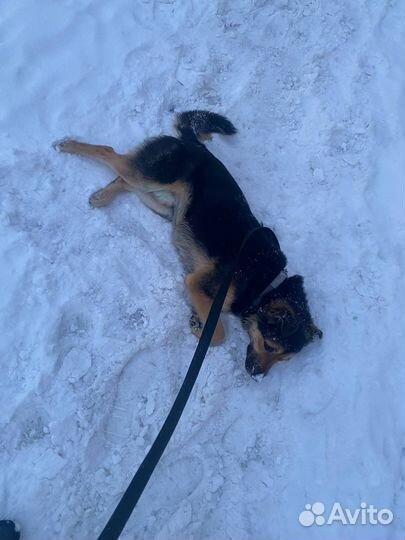 Собака в добрые руки