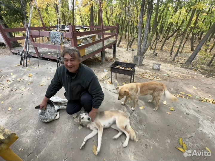 Собачка Луна в добрые руки