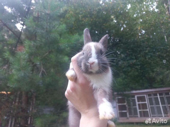 Декоративный кролик