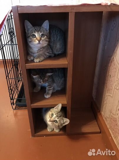 Котята в добрые руки девочки 3,5 месяца