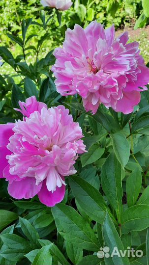 Сирень садовая, пион