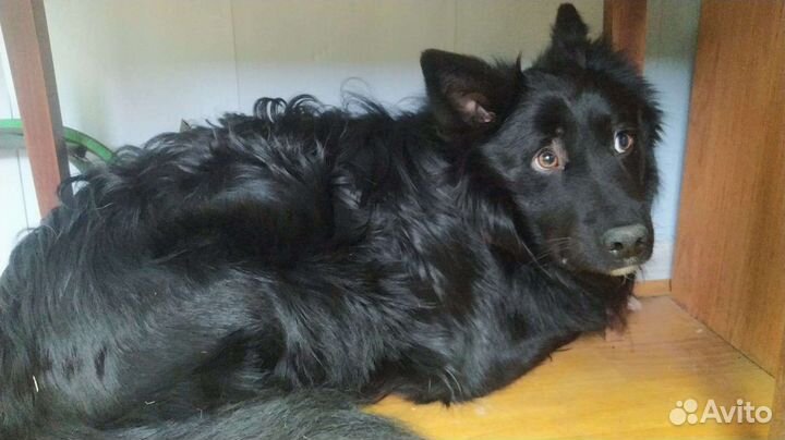 Собачки приюта Некрасовка ждут гостей