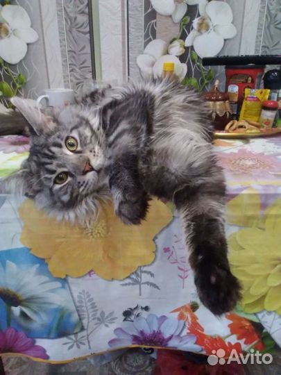 Кот Мей-кун Вязка