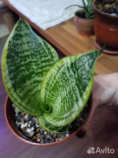 Сансевиерия Маргината, Гилд Эйдж. Блек Дракон