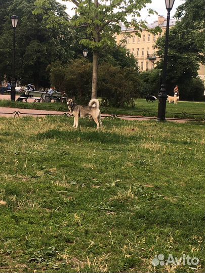 Собака в опасности