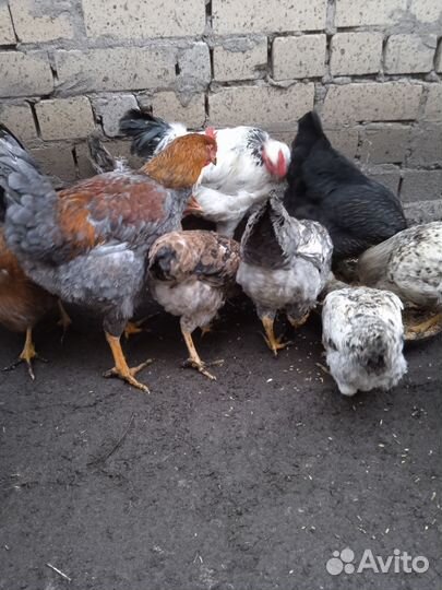 Куры, петухи