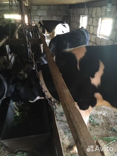 Продаются бычки