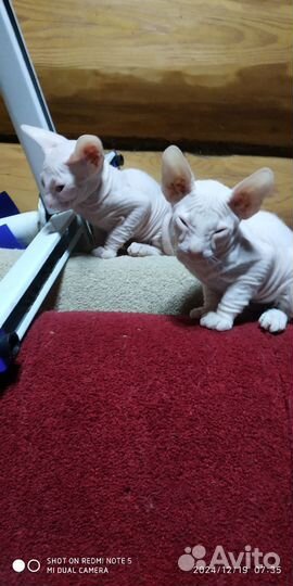 Канадский сфинкс