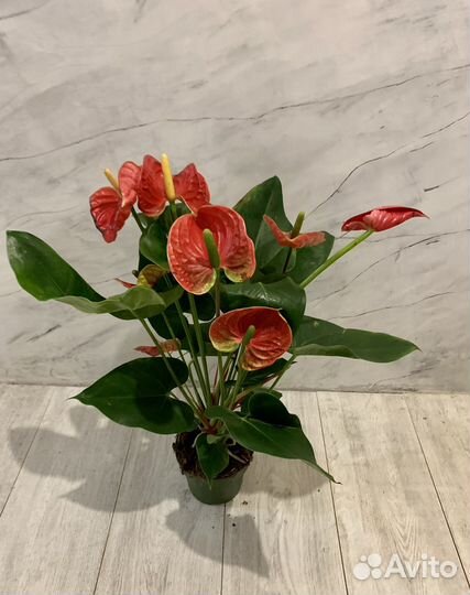 Антуриумы красные сортовые