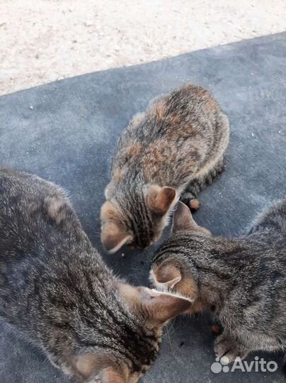 Котята в добрые руки бесплатно