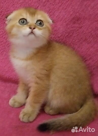 Котята шотландцы