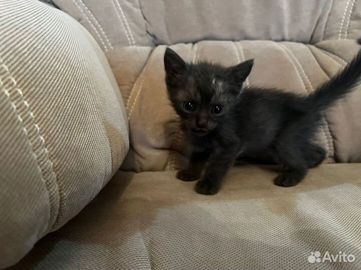 Пушистики котята полукровки