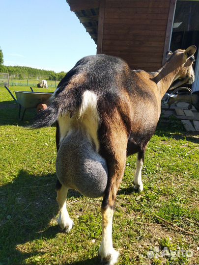Альпийский племенной камолый козлик
