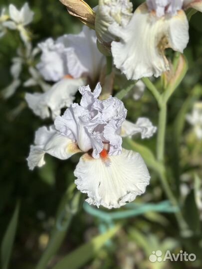 Ирис Silver Fox