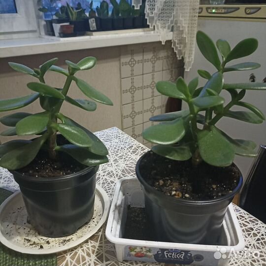 Толстянка денежное дерево