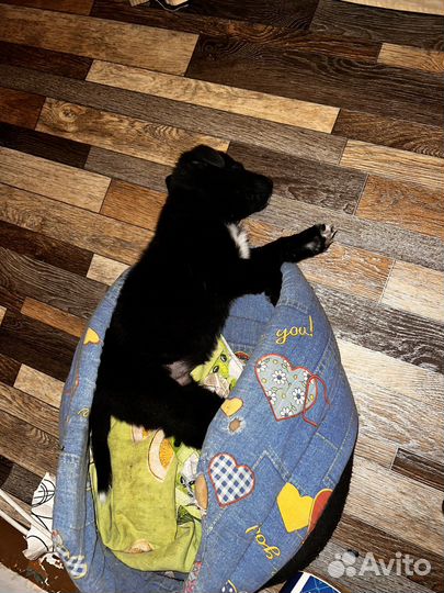 Щенок в добрые руки