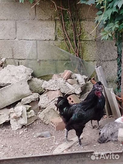 Молодые петухи