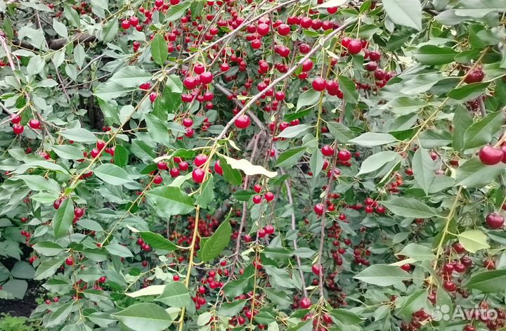 Спелая вишня