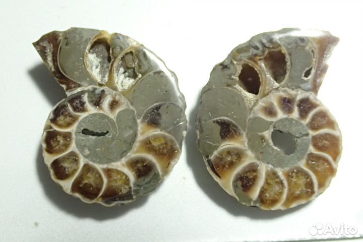 Раковина Аммонита. Окаменелость. Мадагаскар