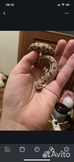 Свиноносый уж