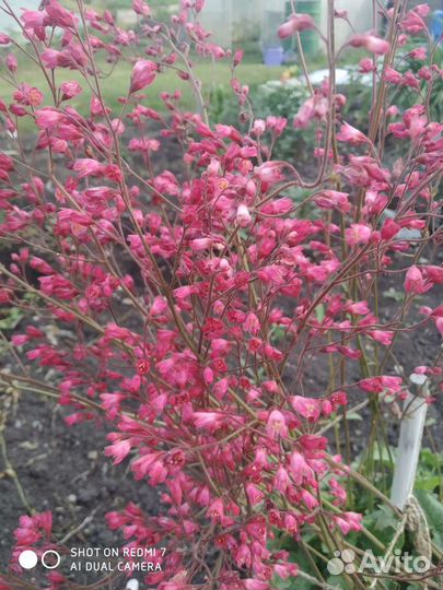 Медуница сахарая гейхера