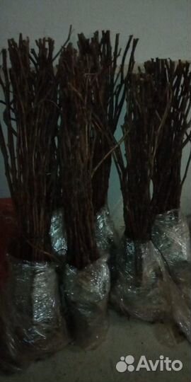 Саженцы малины сорт Маравилла