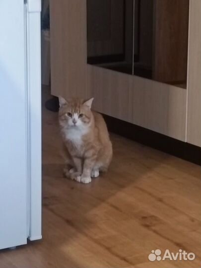 Котя