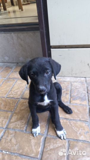 Щенок, девочка маленькой породы