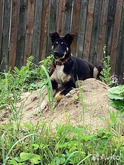 Щенок в добрые руки