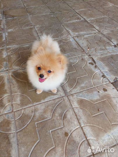 Щенки померанского шпица