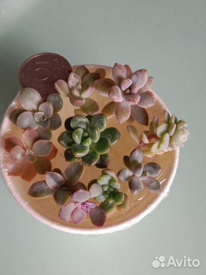 Суккуленты, эхеверии, набор черенков