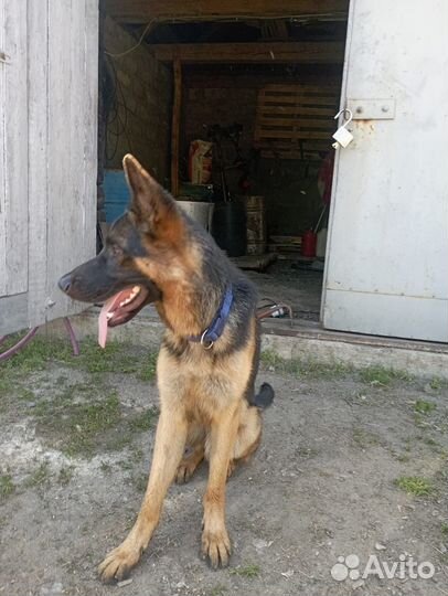 Собака немецкая овчарка