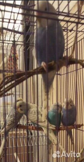 Птенцы волнистого попугая