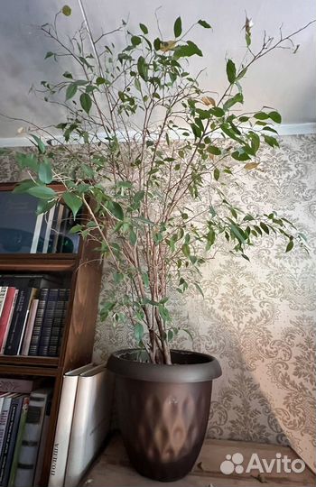 Фикус бенджамина